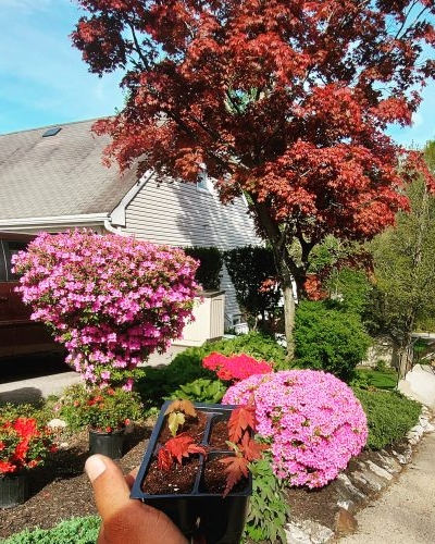 The Backyard Landscaping avatar