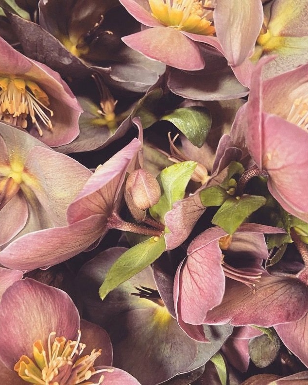 The New York Flower Group avatar