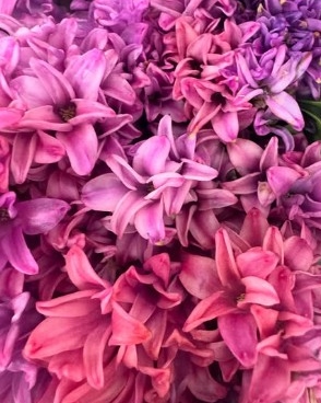 George Rallis Wholesale Florist avatar