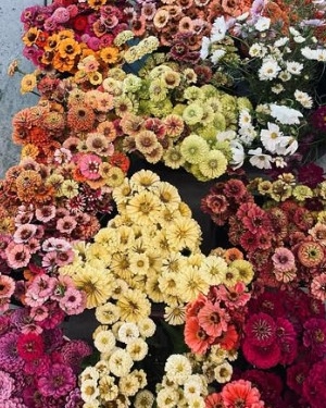 Associated Cut Flower avatar