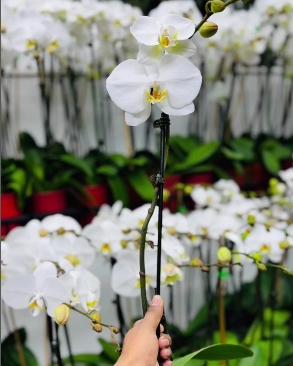 Holiday Flower & Plant, Inc avatar