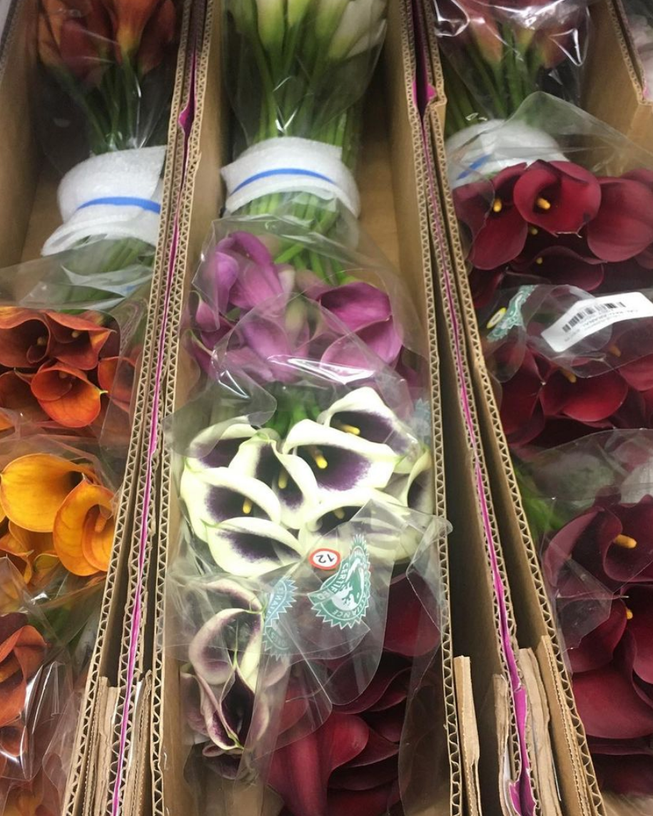 Empire Cut Flower avatar